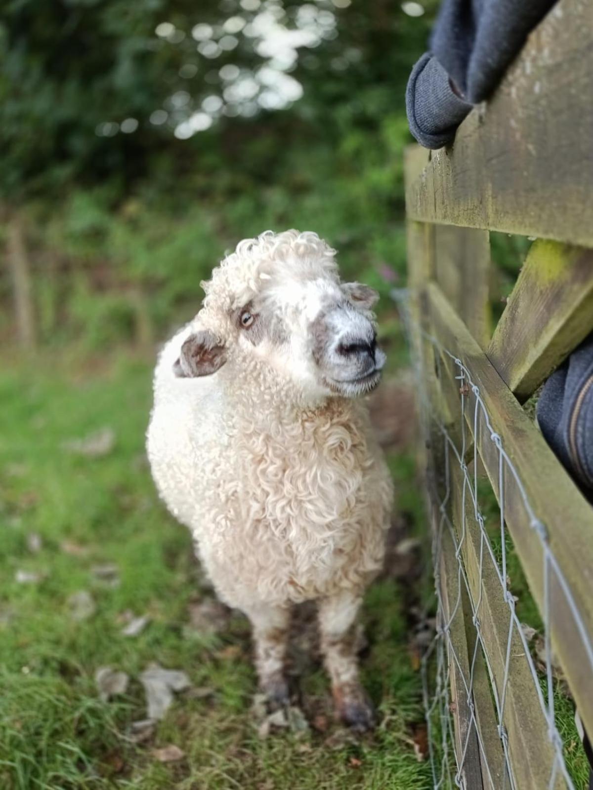 The Lambing Shed, Cornwall Altarnun エクステリア 写真