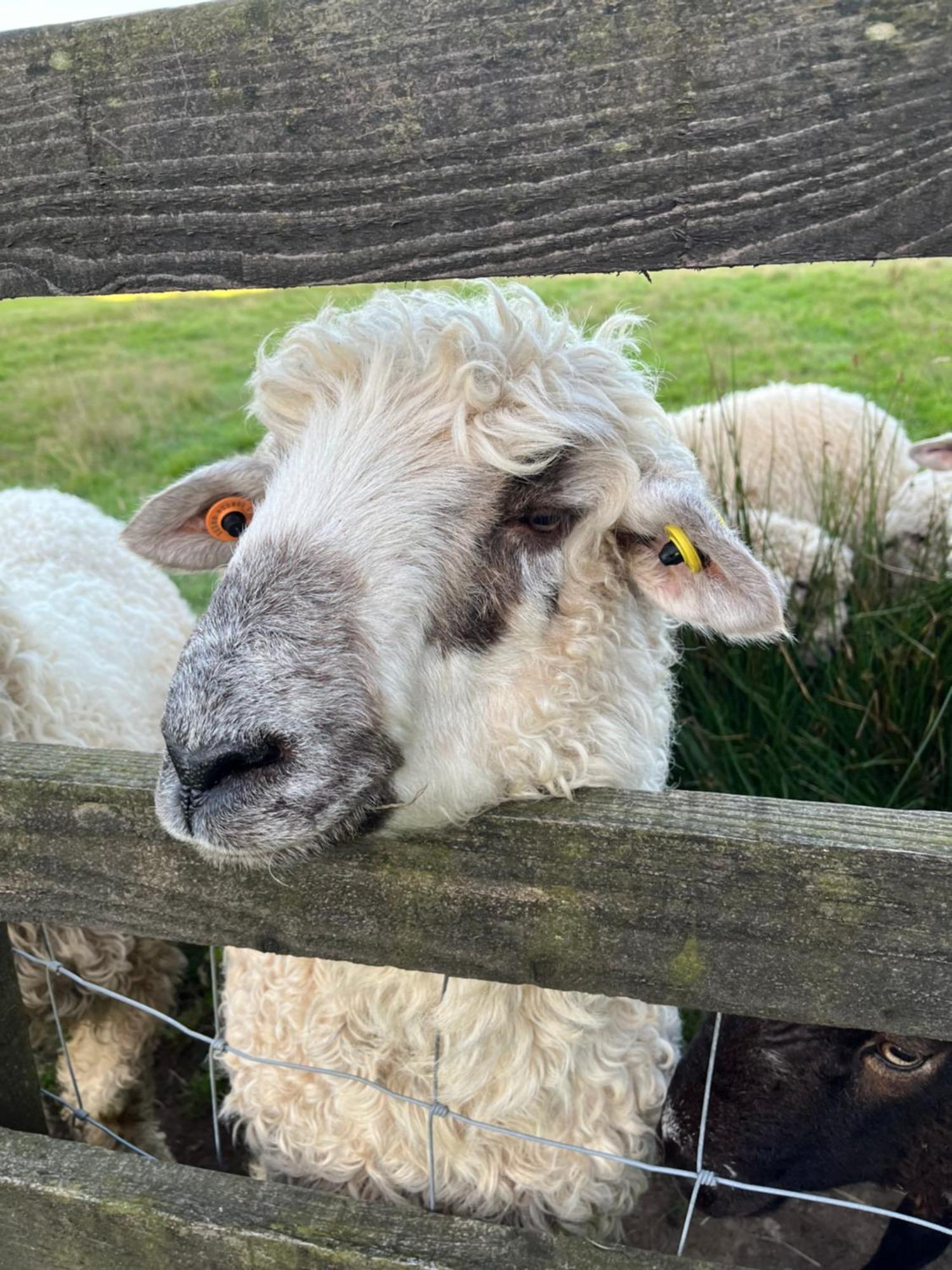 The Lambing Shed, Cornwall Altarnun エクステリア 写真
